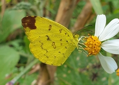 Eurema
