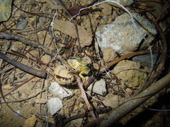 Platypleura kaempferi