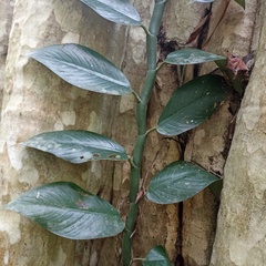 Pothos scandens