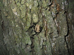 Platypleura kaempferi