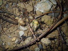 Platypleura kaempferi