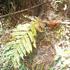 Drynaria quercifolia