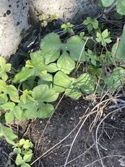 Ipomoea lindheimeri