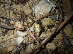 Platypleura kaempferi
