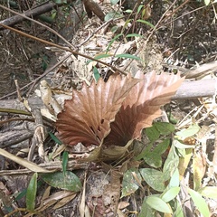 Drynaria quercifolia