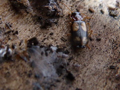 Dromius quadrimaculatus