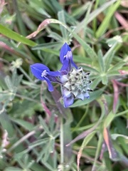 Lupinus nanus