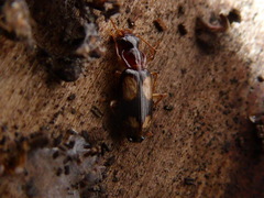 Dromius quadrimaculatus