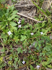 Houstonia pusilla