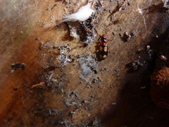 Dromius quadrimaculatus
