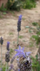 Brachycera