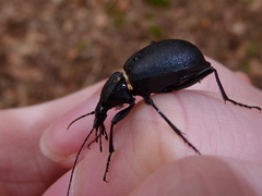 Cychrus caraboides
