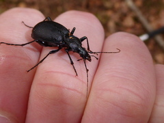 Cychrus caraboides