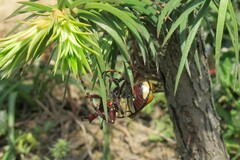 Dicronocephalus bowringi