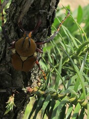 Dicronocephalus bowringi