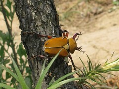 Dicronocephalus bowringi