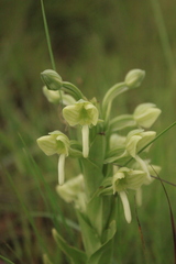 Habenaria epipactidea