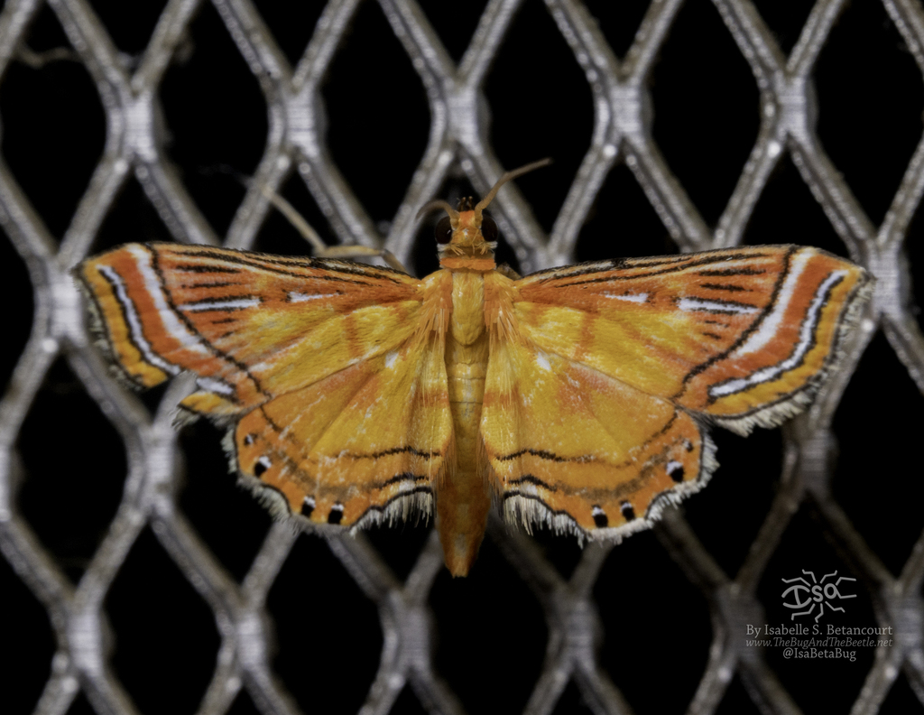 Ambia decoralis (Ambia decoralis)