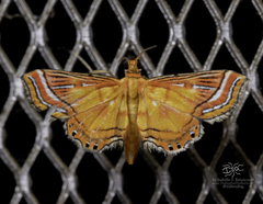 Ambia decoralis