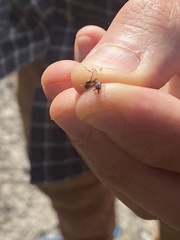 Odontomachus brunneus