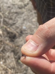 Odontomachus brunneus