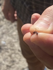 Odontomachus brunneus