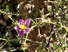 Fagonia laevis