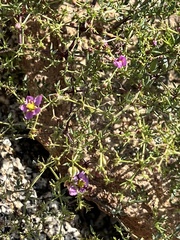 Fagonia laevis