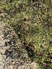 Fagonia laevis