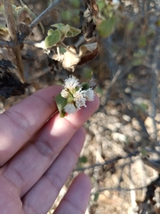 Ageratina petiolaris