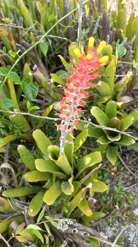 Aechmea kertesziae (Aechmea kertesziae)