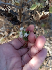 Ageratina petiolaris