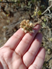 Ageratina petiolaris