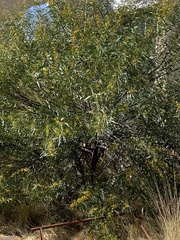 Acacia retinodes