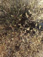 Ageratina petiolaris