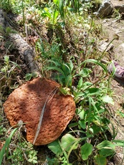 Boletus rubriceps