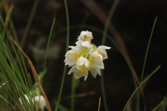 Schizochilus flexuosus