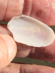 Megangulus bodegensis