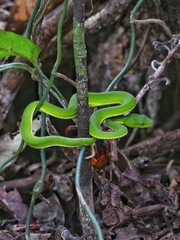 Trimeresurus sabahi