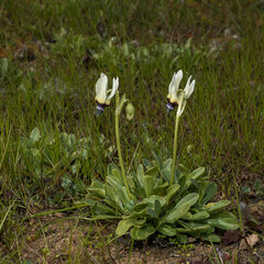 Dodecatheon