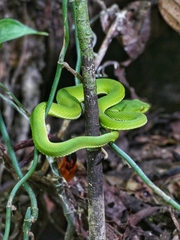 Trimeresurus sabahi