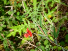 Lathyrus cicera