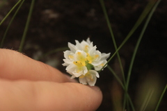 Schizochilus flexuosus