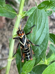 Tropidacris collaris