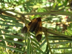 Dycladia emerita