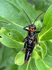 Tropidacris collaris