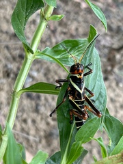 Tropidacris collaris