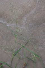 Eragrostis barrelieri