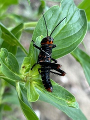 Tropidacris collaris