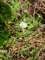 Vicia lutea